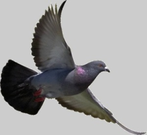 bird-pigeon-flying-transparent-background-0400-10049.preview